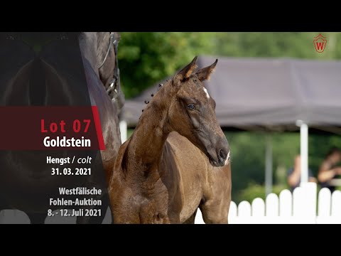 Westfälische Fohlen-Auktion Lot 7 Goldstein Hengst v. Goldberg - Hohenstein/T.