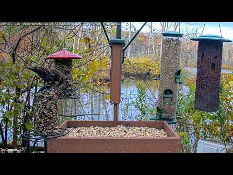 Blackbirds And More Arrive For Autumn Breakfast – Oct. 29, 2019