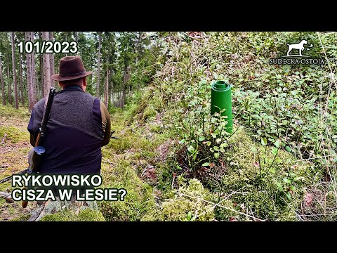SUDECKA OSTOJA 101/2023 Rykowisko a sprawa wilków Deer hirsch Hunting Hunt