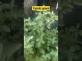 Tulshi Plant Tulshi Pooja