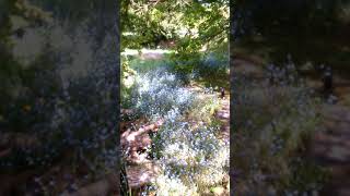 Chemin faisant vers l'étang au printemps...