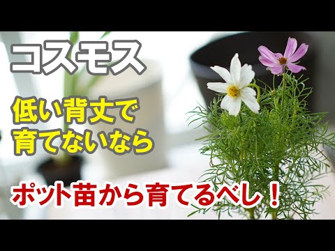 コスモスの種の育て方は？特別な注意が必要ですか?  庭園