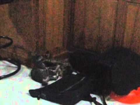 FUNNIEST CAT VIDEOS!!! Sarita Perez de Tagle Diana Lyn Lopez