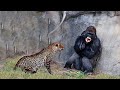 30 Times Animals Messed With The Wrong Opponent