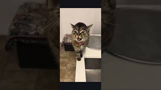 Download lagu My best meows ever #cat #cats #kitty #kitten @bellabellarda mp3