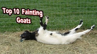 Top 10 fainting goats (funny fainting goats)
