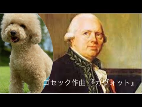 こども学科 【番外編】ハチの技（BGMはゴセック作曲 ガヴォットです）