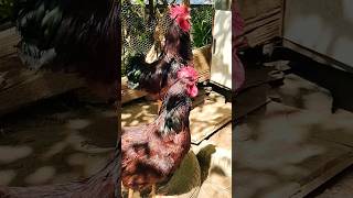 galinhas Rhodes Island red #chikenrhodesislandred #galinhas