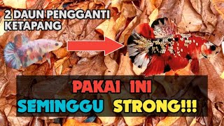 Download lagu Ketapang Leaf Substitute for Betta Fish mp3