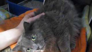 Gracie the Talkative Lover - Adopted!