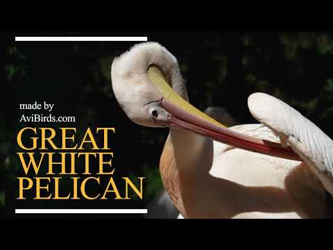Pelikán biely (Pelecanus onocrotalus) — Great White Pelican