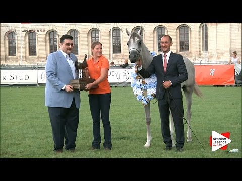 GOLD - N.58 JAAL AL JASSIMYA - Chantilly 2016 World Cup - Yearling Colts Championship (Class 14)