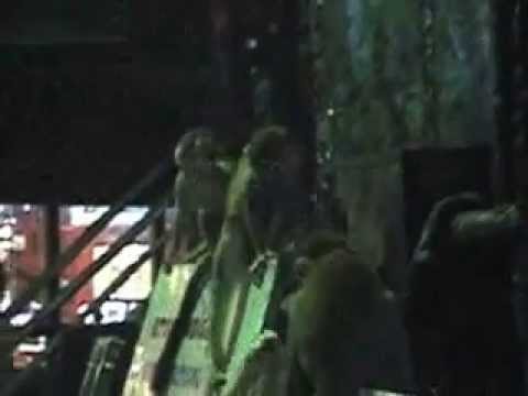 Monkeys visiting Amazon jungle hotel