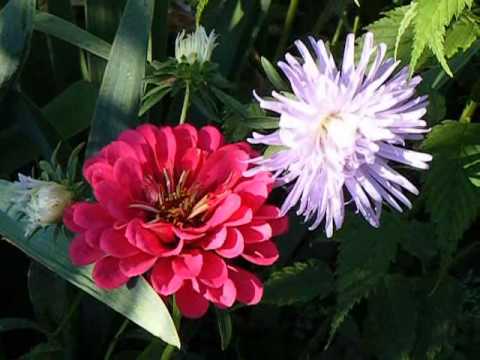 Aki a virágot szereti   