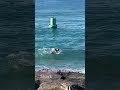 Swimmer Eaten by Shark #hi #hawaii #oahulife #shark #eaten#eating #ocean #hectic
