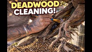 This Ancient Yew Was Hiding Something… (Deadwood Cleaning)