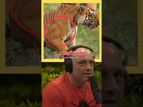 Why TIGERS are the UNDISPUTED KINGS!!#joerogan #shorts