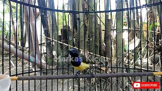 Download lagu CUKUP 1 MENIT SOGON MANAPUN PASTI NYAUT mp3