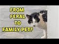 Can A Feral Cat Become A House Cat