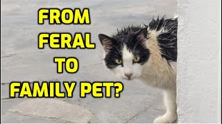 Can A Feral Cat Become A House Cat?