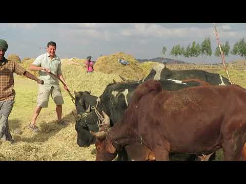 Traditional Farming, Ethiopia