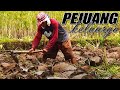Traktor Sawah Bekerja Sambil Ada Yang Mencangkul