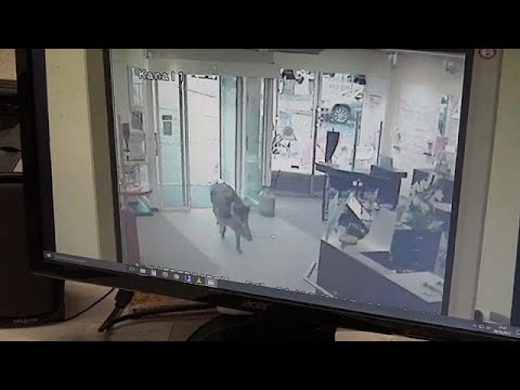 Wildschweine randalieren in Kleinstadt Heide