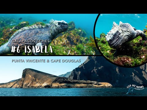 Episode 6 – Diving with Marine Iguanas in Isabella  – Galapagos Series - English