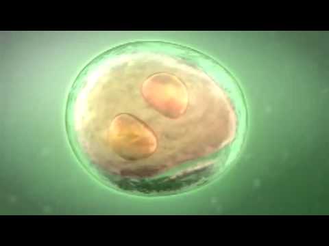 comment renforcer spermatozoide