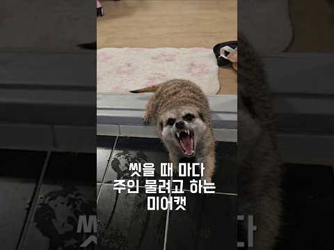 씻을 때 마다 주인 물려고 하는 미어캣