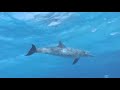 it's a beautiful day | the dolphins