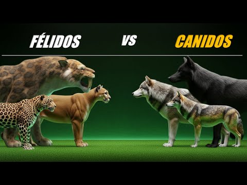 🐯FELIDOS vs CANIDOS🐺 | Comparación de Tamaños de Especies