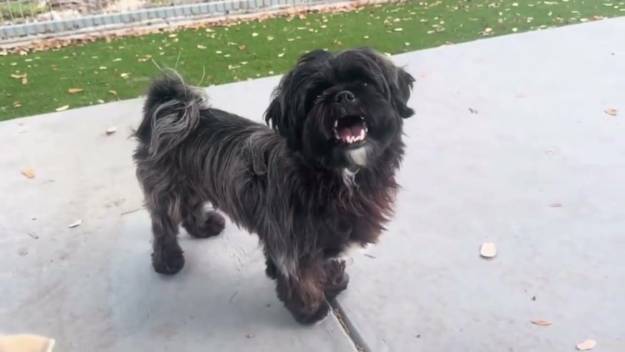 Enlarge Shadow - the cutest underbite you've ever seen, a Adoptable Shih Tzu in San Antonio, TX video 5/5