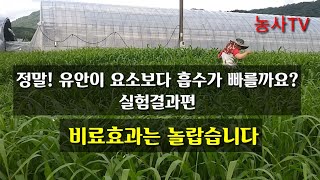 유안비료와 요소비료 실험결과[농사TV]