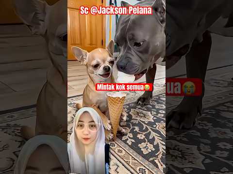 Mintak sedikit KENAPA BANYAK‼️ Jackson Pelana