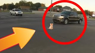 Чуть не Задавил Бедного Котика! 20 Спасений Животных!