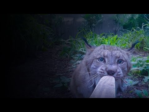 BIG CATS Getting Snacks!