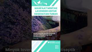 Inilah Manfaat Minyak Lavender untuk Kesehatan Tubuh: Obati Kegelisahan hingga Atasi Iritasi Kulit