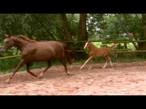 Dressurfohlen 2014 Brisbane (Belissimo M x Londenderry) x Rubin Royal x Fleurop