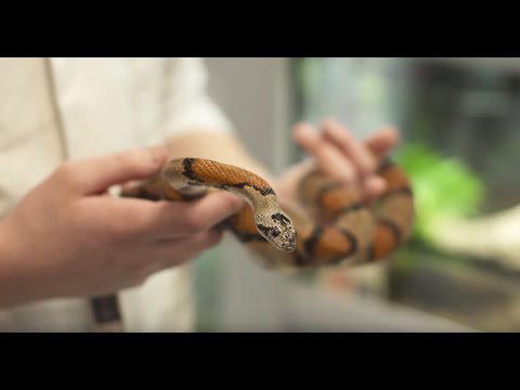 Animal Management at Riseholme College