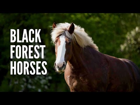 Black Forest Horses: Everything You Should Know
