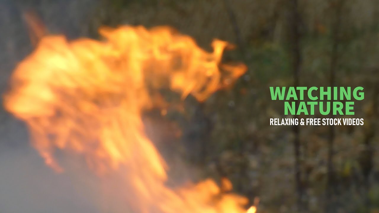 Smoke and fire, out of focus. Burning leaves | Nature Watching | Fire | 4K Free stock video footage