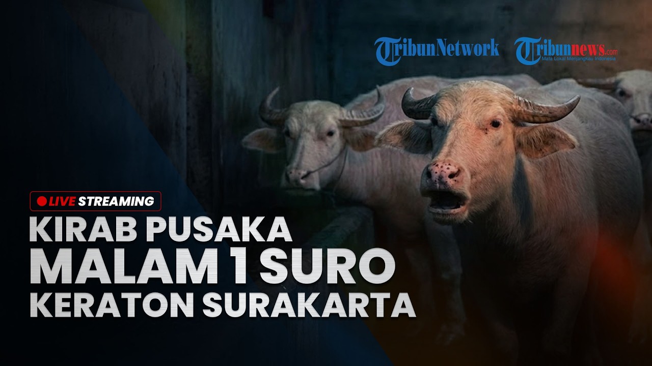 LIVE: Kirab Malam 1 Suro Keraton Kasunanan Surakarta, 5 Kebo Bule Kiai Slamet Jadi Cucuk Lampah