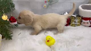 ミニチュアダックスの動画01