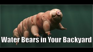 Water Bears in Your Back Yard