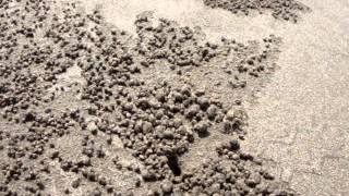 preview picture of video 'Крабики на пляже Морджима в Гоа, Индия'