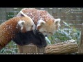 Red Pandas playing in the Snow - December 2014