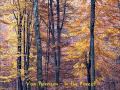 Van Morrison - In the Forest