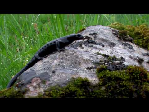 Salamandra cierna v Alpach