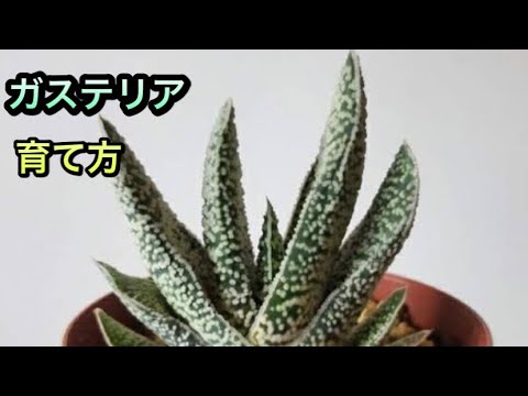 ガステリア 植物